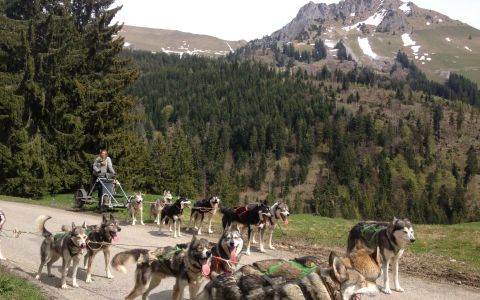 Schlittenhunde