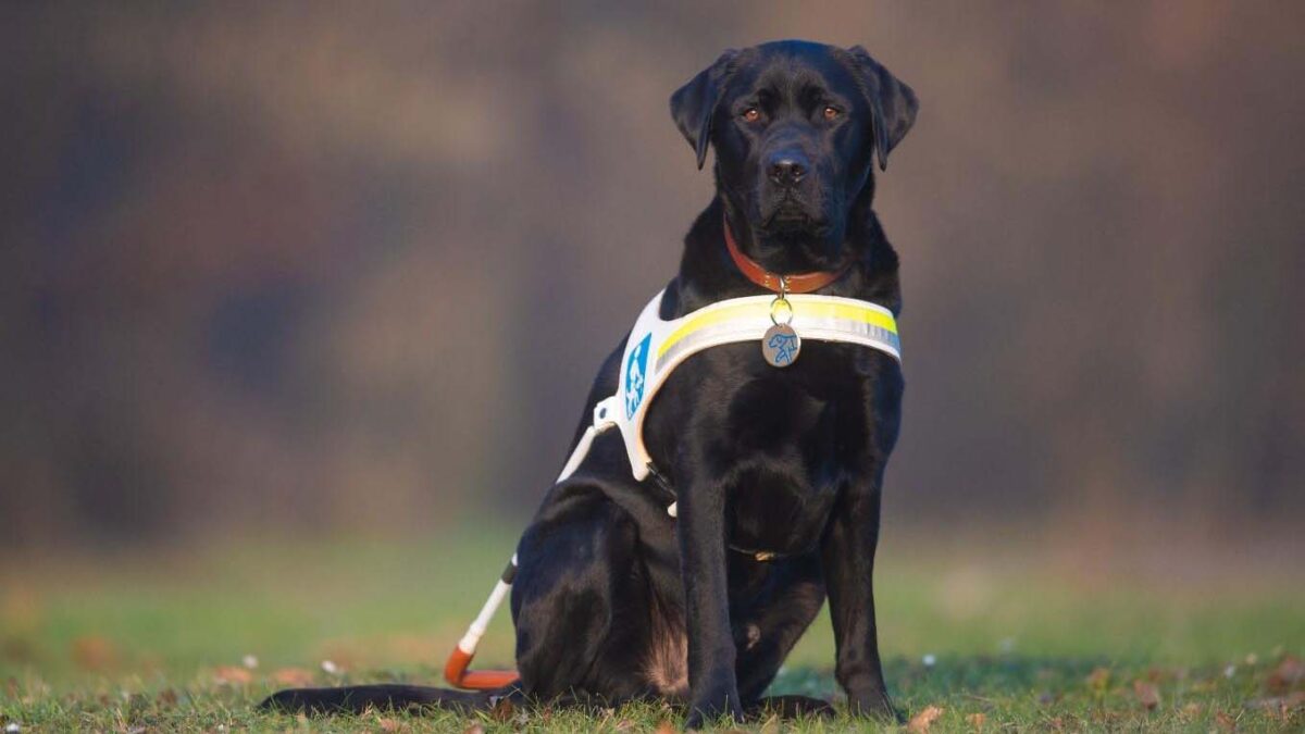Der schwarze Hund Hopper sitzt im Gras.